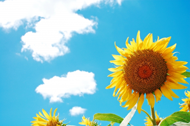 ポイントは2つ！夏の外壁塗装期間中の過ごし方についてご紹介