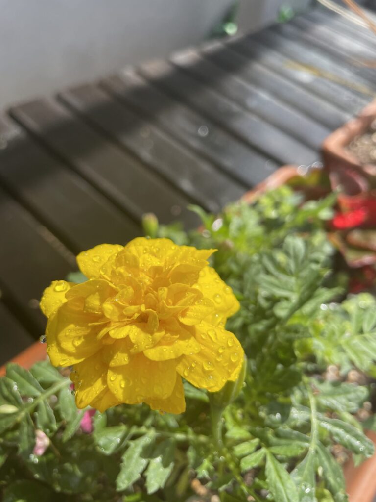 花の植え替えをしました