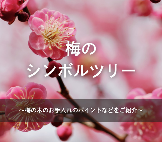 2月が見ごろ！梅のシンボルツリー