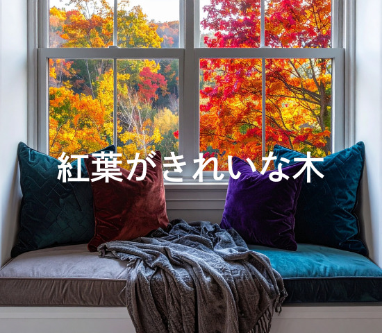 紅葉がきれいな木