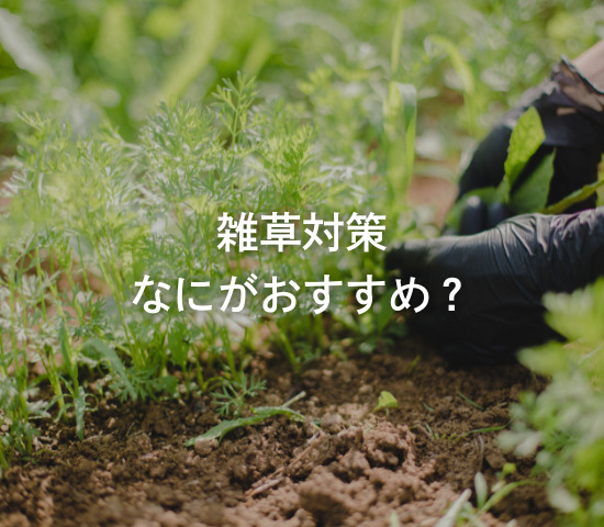 雑草対策、いま始めるなら何がおすすめ？